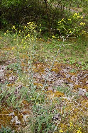 Sisymbrium strictissimum \ Steife Rauke / Perennial Rocket, D Klotten 12.4.2014