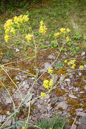 Sisymbrium strictissimum \ Steife Rauke / Perennial Rocket, D Klotten 12.4.2014