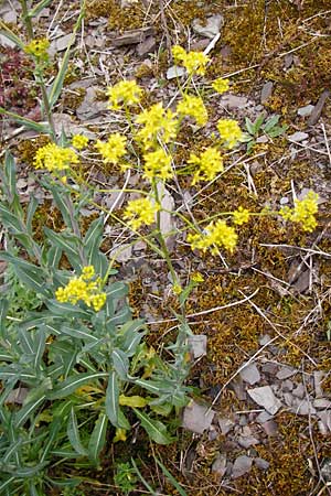 Sisymbrium strictissimum \ Steife Rauke / Perennial Rocket, D Klotten 12.4.2014