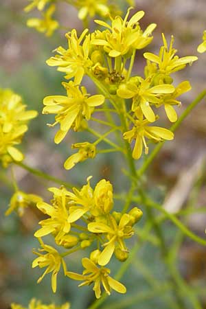 Sisymbrium strictissimum \ Steife Rauke / Perennial Rocket, D Klotten 12.4.2014