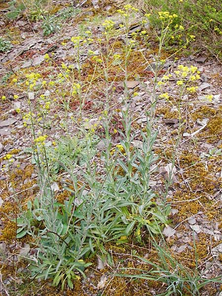 Sisymbrium strictissimum \ Steife Rauke / Perennial Rocket, D Klotten 12.4.2014