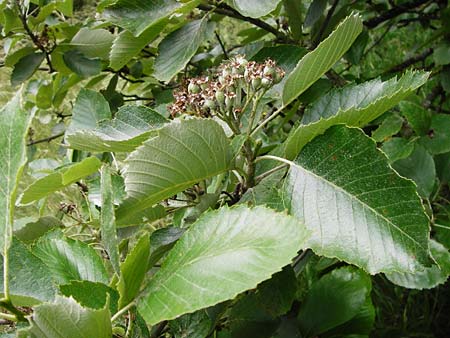 Sorbus schuwerkiorum \ Schuwerks Mehlbeere / Schuwerk's Whitebeam, D Greding 15.6.2014