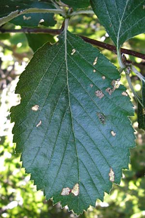Sorbus subdanubialis \ Donau-Mehlbeere / Danube Whitebeam, D Treuchtlingen 18.6.2014