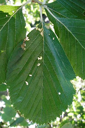 Sorbus subdanubialis \ Donau-Mehlbeere / Danube Whitebeam, D Treuchtlingen 18.6.2014