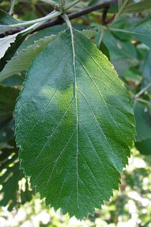 Sorbus subdanubialis \ Donau-Mehlbeere / Danube Whitebeam, D Treuchtlingen 18.6.2014