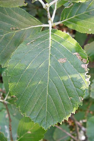 Sorbus subdanubialis \ Donau-Mehlbeere / Danube Whitebeam, D Treuchtlingen 18.6.2014