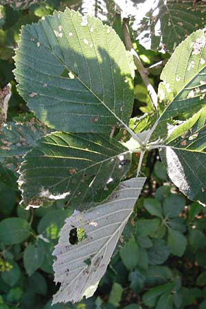Sorbus subdanubialis \ Donau-Mehlbeere / Danube Whitebeam, D Treuchtlingen 18.6.2014