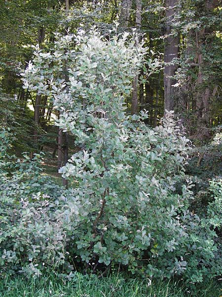 Sorbus subdanubialis \ Donau-Mehlbeere / Danube Whitebeam, D Treuchtlingen 18.6.2014