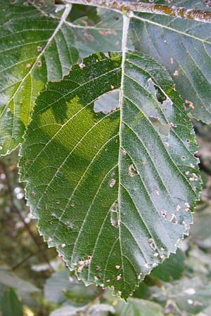 Sorbus subdanubialis \ Donau-Mehlbeere / Danube Whitebeam, D Treuchtlingen 18.6.2014
