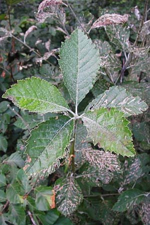 Sorbus subdanubialis \ Donau-Mehlbeere / Danube Whitebeam, D Treuchtlingen 18.6.2014