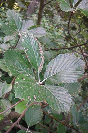 Sorbus subdanubialis \ Donau-Mehlbeere / Danube Whitebeam, D Treuchtlingen 18.6.2014