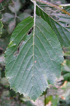 Sorbus subdanubialis \ Donau-Mehlbeere / Danube Whitebeam, D Treuchtlingen 18.6.2014