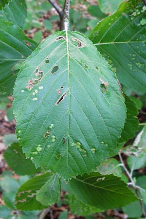 Sorbus subdanubialis \ Donau-Mehlbeere / Danube Whitebeam, D Treuchtlingen 18.6.2014