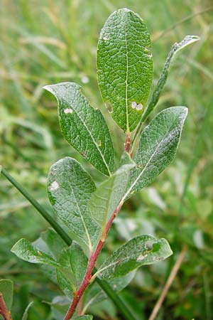 Salix starkeana \ Bleiche Weide / Stark's Willow, D Irndorfer Hardt 8.7.2014