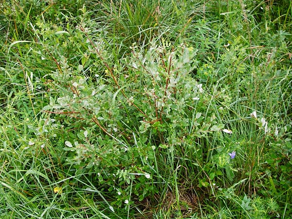 Salix starkeana \ Bleiche Weide / Stark's Willow, D Irndorfer Hardt 8.7.2014