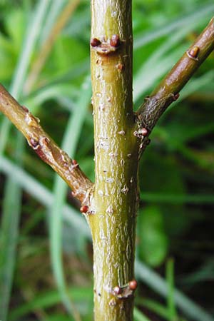 Salix starkeana \ Bleiche Weide / Stark's Willow, D Irndorfer Hardt 8.7.2014