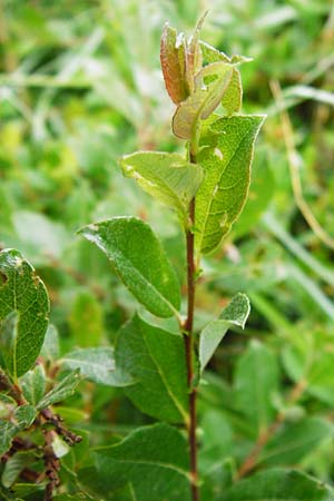 Salix starkeana \ Bleiche Weide / Stark's Willow, D Irndorfer Hardt 8.7.2014