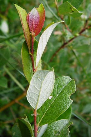 Salix starkeana \ Bleiche Weide / Stark's Willow, D Irndorfer Hardt 8.7.2014
