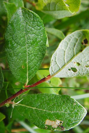 Salix starkeana \ Bleiche Weide / Stark's Willow, D Irndorfer Hardt 8.7.2014