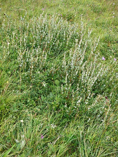 Salix starkeana \ Bleiche Weide / Stark's Willow, D Irndorfer Hardt 8.7.2014