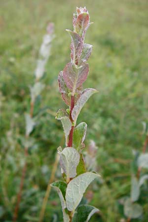 Salix starkeana \ Bleiche Weide / Stark's Willow, D Irndorfer Hardt 8.7.2014