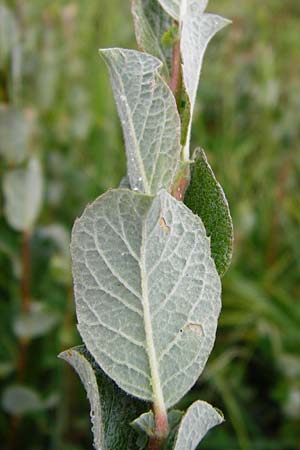 Salix starkeana \ Bleiche Weide / Stark's Willow, D Irndorfer Hardt 8.7.2014