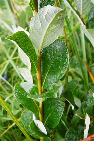 Salix starkeana \ Bleiche Weide / Stark's Willow, D Irndorfer Hardt 8.7.2014