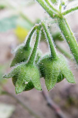Solanum nitidibaccatum \ Argentinischer Nachtschatten, Glanzfrchtiger Nachtschatten / Ground-Cherry Nightshade, Hairy Nightshade, D Schwetzingen 20.9.2014