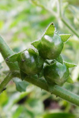 Solanum nitidibaccatum \ Argentinischer Nachtschatten, Glanzfrchtiger Nachtschatten / Ground-Cherry Nightshade, Hairy Nightshade, D Schwetzingen 20.9.2014