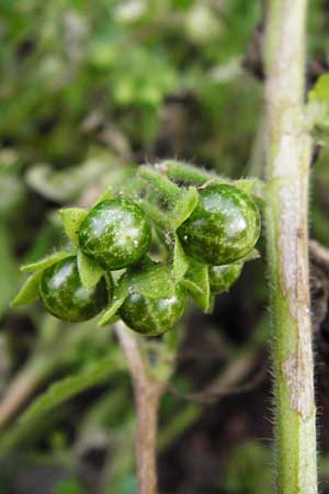 Solanum nitidibaccatum \ Argentinischer Nachtschatten, Glanzfrchtiger Nachtschatten / Ground-Cherry Nightshade, Hairy Nightshade, D Schwetzingen 25.9.2014