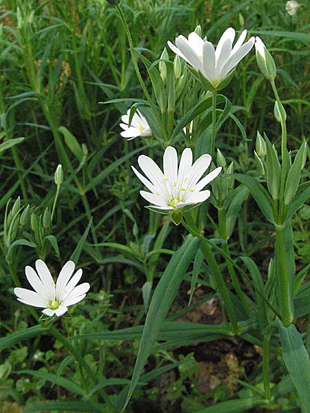 Stellaria holostea \ Groe Sternmiere / Greater Stitchwort, D Bürstadt 29.4.2006