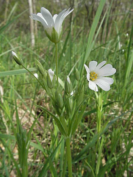 Stellaria holostea, Greater Stitchwort Stellaria holostea, Greater Stitchwort