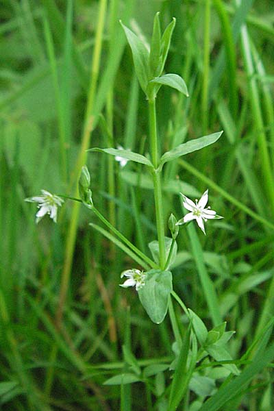Stellaria alsine \ Quell-Sternmiere / Bog Stitchwort, D Odenwald, Unterabtsteinach 20.5.2006