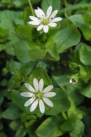 Stellaria neglecta \ Auwald-Vogelmiere / Greater Chickweed, D Waghäusel 7.4.2007
