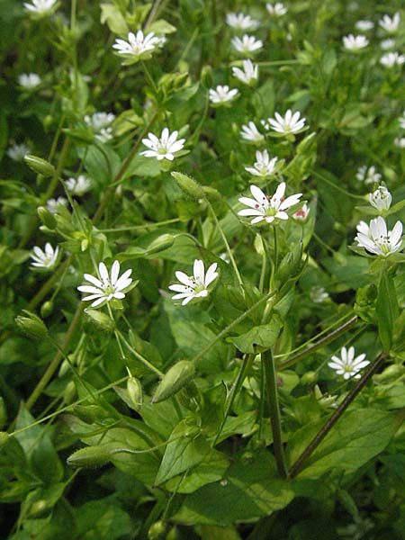 Stellaria neglecta \ Auwald-Vogelmiere / Greater Chickweed, D Hambrücken 7.4.2007