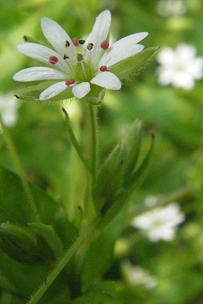 Stellaria neglecta \ Auwald-Vogelmiere / Greater Chickweed, D Hambrücken 7.4.2007