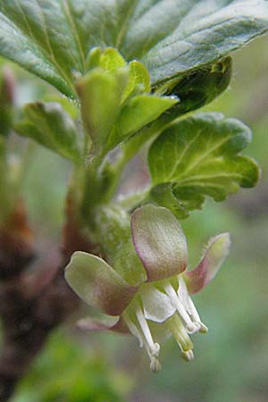 Ribes uva-crispa \ Stachelbeere / Gooseberry, D Pforzheim 7.4.2007