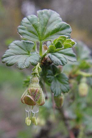 Ribes uva-crispa \ Stachelbeere / Gooseberry, D Pforzheim 7.4.2007