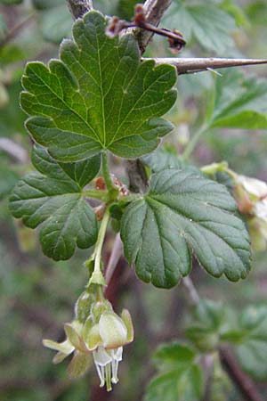 Ribes uva-crispa \ Stachelbeere / Gooseberry, D Pforzheim 7.4.2007