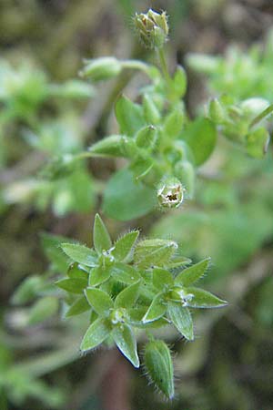 Stellaria pallida \ Blasse Vogelmiere / Lesser Chickweed, D Viernheim 11.4.2007