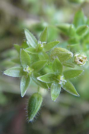 Stellaria pallida \ Blasse Vogelmiere / Lesser Chickweed, D Viernheim 11.4.2007