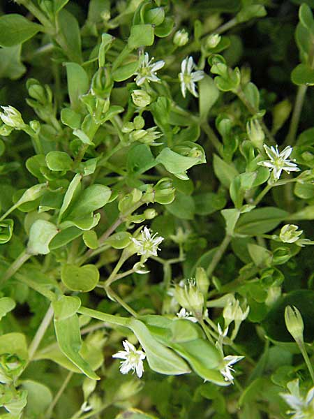 Stellaria alsine \ Quell-Sternmiere / Bog Stitchwort, D Schwarzwald/Black-Forest, Feldberg 18.8.2007