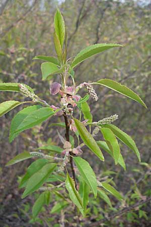 Prunus serotina \ Spte Traubenkirsche / Rum Drupes, D Viernheim 23.4.2008