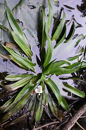 Stratiotes aloides \ Krebsschere, Wasser-Aloe / Water Soldier, D Hassloch 31.7.2008