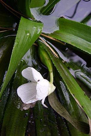 Stratiotes aloides \ Krebsschere, Wasser-Aloe / Water Soldier, D Hassloch 31.7.2008
