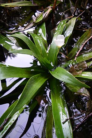 Stratiotes aloides \ Krebsschere, Wasser-Aloe / Water Soldier, D Hassloch 31.7.2008