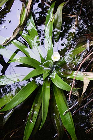 Stratiotes aloides \ Krebsschere, Wasser-Aloe / Water Soldier, D Hassloch 31.7.2008