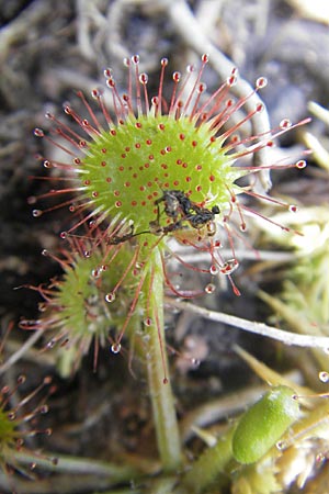 Drosera rotundifolia \ Rundblttriger Sonnentau / Round-Leaved Sundew, D Bad Dürkheim 19.7.2009