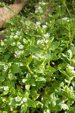 Stellaria media \ Vogelmiere / Common Chickweed, D Wachenheim 21.3.2010