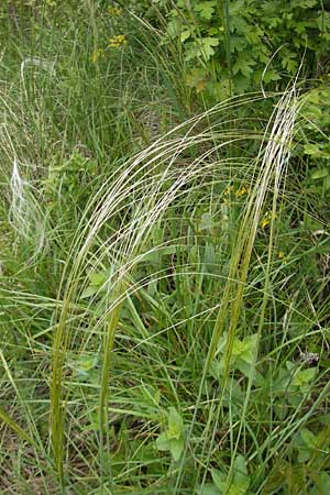 Stipa joannis \ Echtes Federgras, Grauscheidiges Federgras / Grey-Sheathed Feather-Grass, D Martinstein an der Nahe 15.5.2010